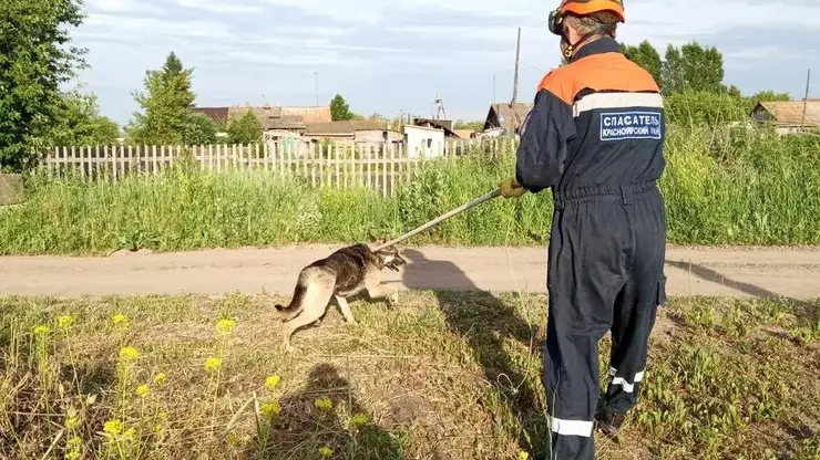 Доброта из Шарыпово: там спасатели помогли псу, который случайно провалился в подвал