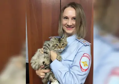 Полицейские в Красноярском крае спасли кота с глубокой раной и ищут ему дом