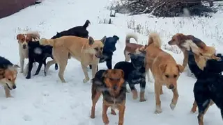 Бродячие собаки в Чите стали угрозой для детей Бродячие собаки в Чите стали угрозой для детей