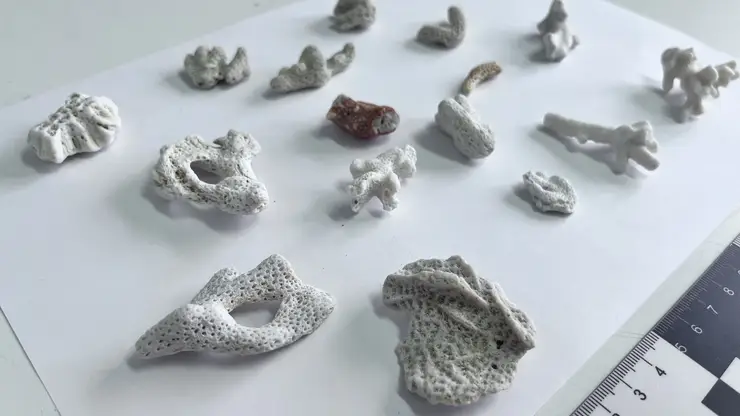 В Барнауле у туриста из Вьетнама изъяли 16 кораллов