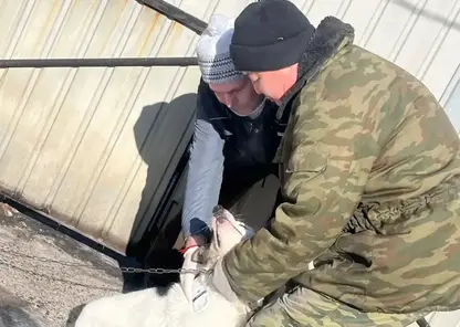 В Забайкалье с 1 марта начнут штрафовать владельцев собак без регистрации