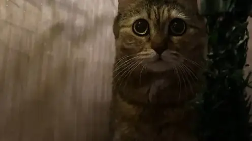 Красноярский край вошёл в десятку регионов с наибольшим числом потерянных животных в новогодние праздники