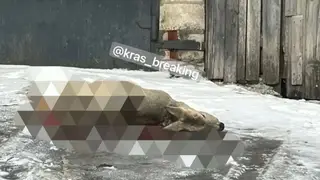 В Свердловском районе Красноярска стая бездомных собак растерзала косулю прямо у забора частного дома