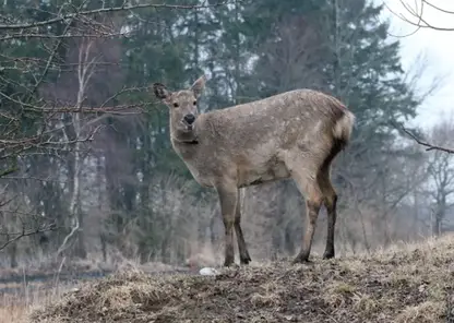 В Красноярском крае стало больше лосей, оленей и косуль