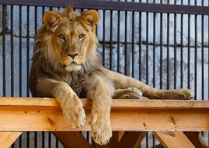 В красноярском зоопарке появился африканский лев из Барнаула