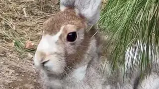 Заяц-беляк готовится к зиме и меняет шубку в  «Роевом Ручье»
