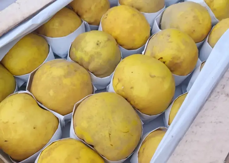 В Красноярском крае впервые в 2025 году выявили опасную гниль в партии фруктов из Китая