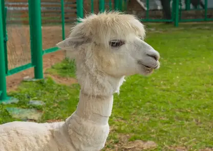 Традиционная стрижка альпак началась в красноярском «Роевом ручье»