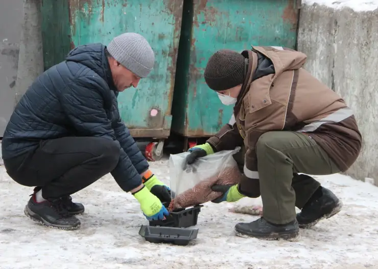 В Красноярске прошла масштабная дератизация: обработаны тысячи объектов