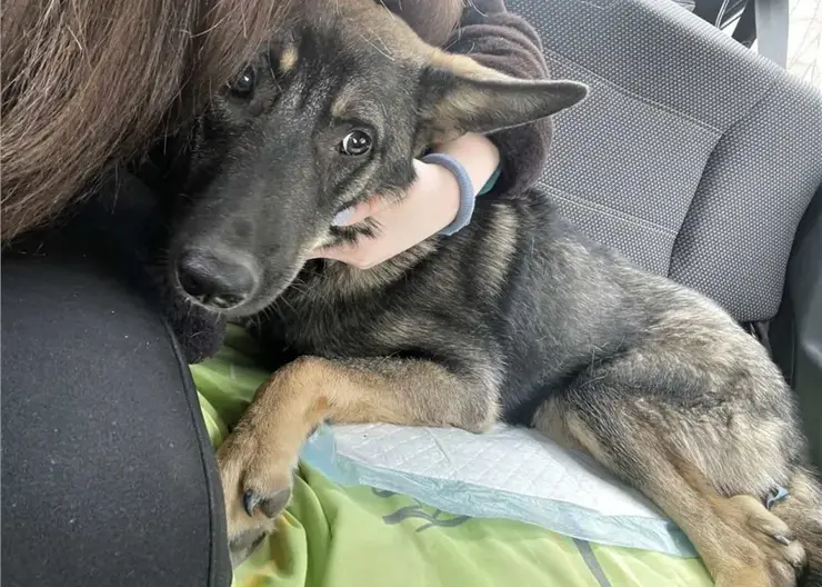 Живодер из Железногорска получил наказание за выброшенного с балкона щенка