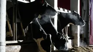 Больше тысячи животных подхватили опасную инфекцию на молочной ферме в Томской области