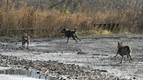 Домашние собаки покусали женщину в Большой Мурте Красноярского края