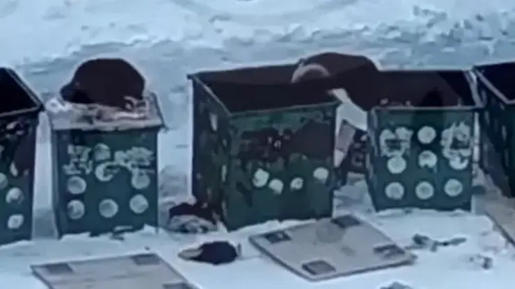 Три наглые росомахи обчистили мусорные баки у турбазы в Норильске (видео)