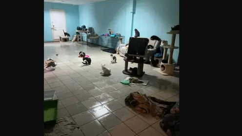 «Придется выбросить всё»: в Красноярске затопило приют для кошек OzziHome