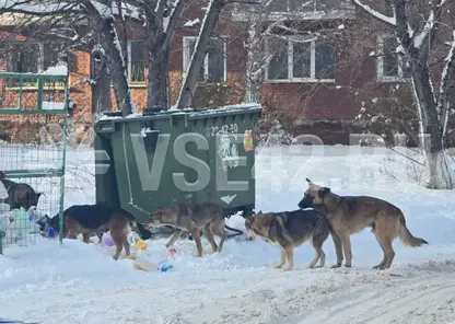 Стая бродячих собак в центре Кемерова держит в страхе местных жителей