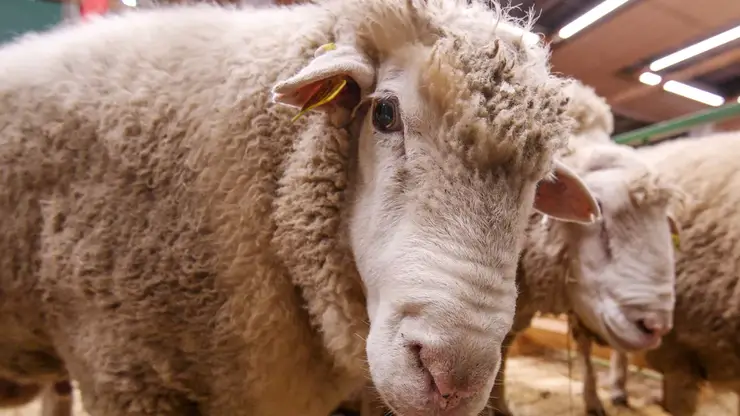 Более 60 овец и коз пострадали на Алтае в результате нападения сторожевых собак