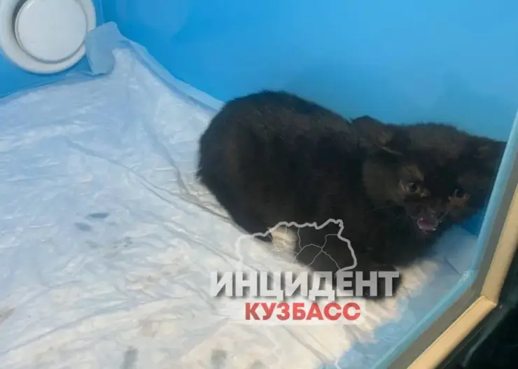 В Кемерове женщина подбросила котенка в ветеринарную клинику