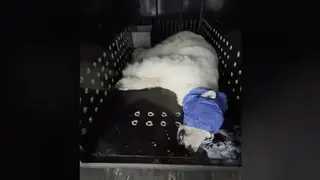 Белая медведица из Красноярского края доставлена в Московский зоопарк