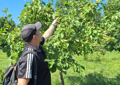 «В карманы не помещаются». Красноярцы устроили набег на бесплатные яблоки на острове Татышев