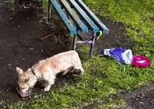 Привязала к лавке и бросила под дождем, рядом оставила пожитки: красноярка выбросила маленькую собаку из-за ненужности