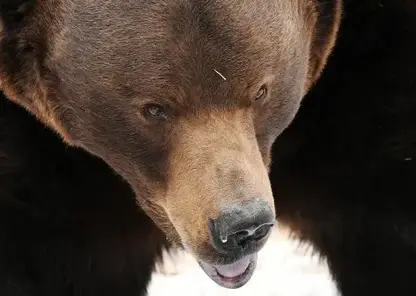 Медведь нападает на скот в селе на Кузбассе