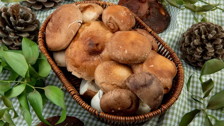 Грузди, рыжики, белый гриб: где собирать в Красноярском крае, чем полезны и как готовить