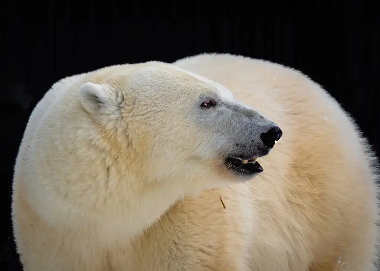 Парк «Роев ручей» в Красноярске закрывает несколько экспозиций из-за коронавируса