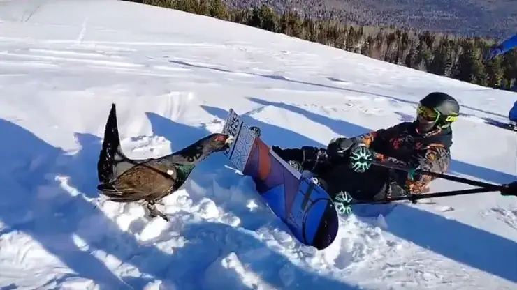 Агрессивный глухарь вернулся и кошмарит сноубордистов в Шерегеше