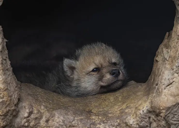 Пополнение в «Роевом ручье»: у арктических волков родились малыши