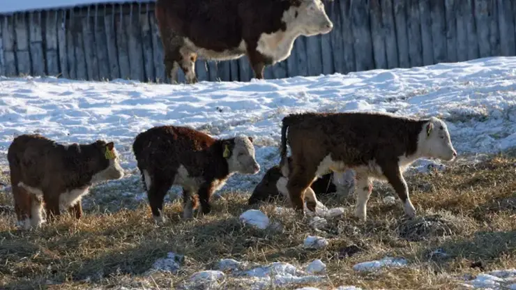 Завершается изъятие больного скота в Новосибирской области: хозяйствам, пострадавшим от пастереллеза, пообещали поставки животных