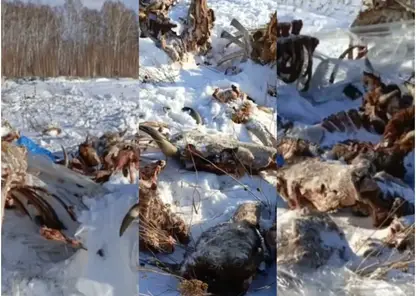 Что случилось с 50 коровами? Под Красноярском обнаружен скотомогильник