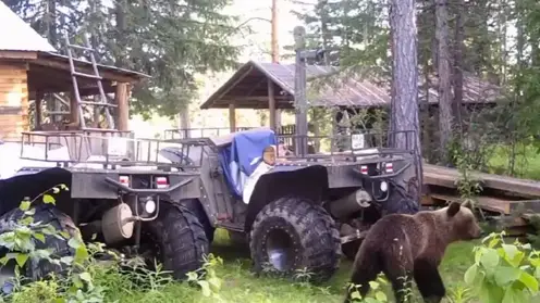 Медвежонок забрел на кордон заповедника «Тунгусский» (видео)