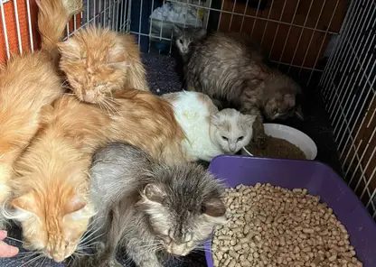 У жительницы Новосибирской области из квартиры забрали 35 кошек