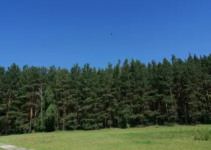 В Красноярском крае на 30% снизилось число нарушений на лесосеках
