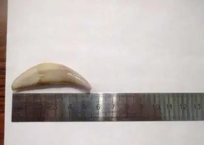 Зубы волка мужчина пытался вывезти из Красноярска в Китай