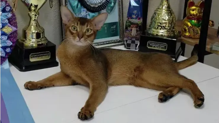 Самого красивого кота в мире покажут на выставке в Москве