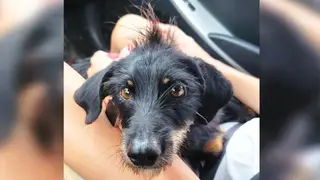 В Красноярском крае сделают обязательным чипирование собак и кошек