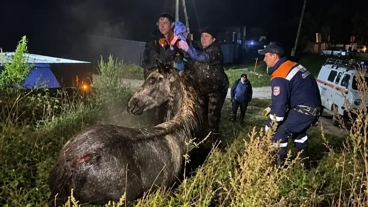 Провалившегося в колодец коня вытащили в Шушенском округе