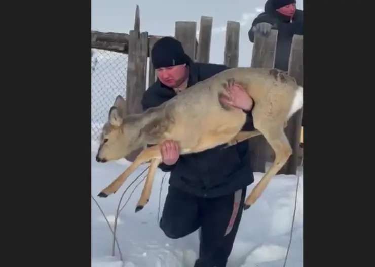 В Балахте спасли забежавшую во двор косулю