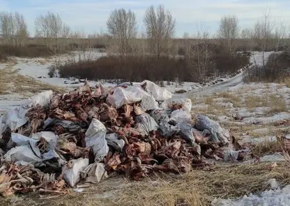 Под Красноярском нашли очередной скотомогильник