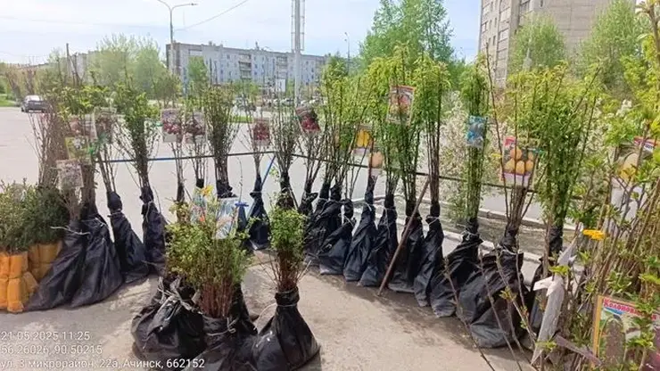 В Красноярском крае проверили продавцов саженцев и нашли грубые нарушения