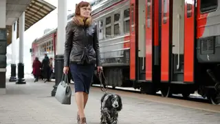 Пригородные поезда КрасЖД с начала 2025 года перевезли почти 45 тысяч домашних животных