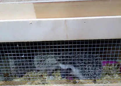 В Красноярск привезли 300 африканских карликовых ежей из Таиланда