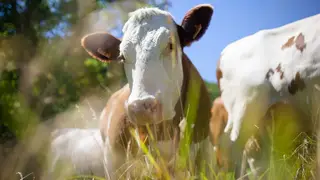 В Новосибирской области ввели карантин по бешенству В Новосибирской области ввели карантин по бешенству