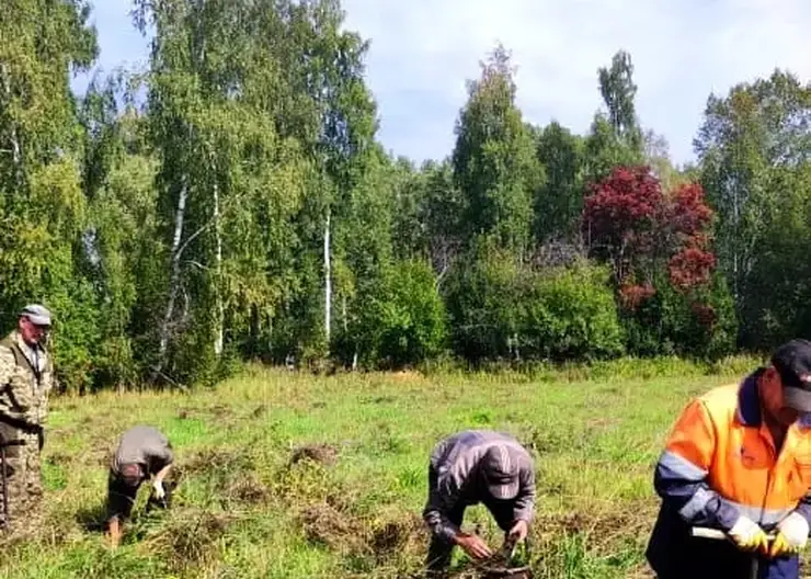 Лесовосстановительные работы стартовали в Алтайском крае