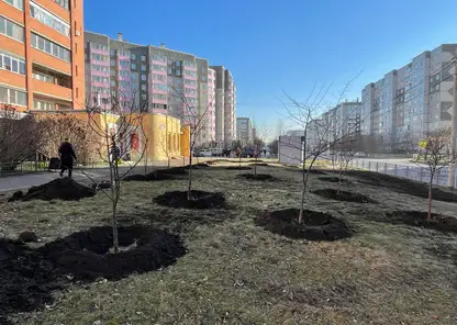 В Красноярске в Северном высадили яблони и рябины