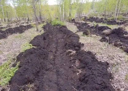 В Красноярском крае высадили 4,5 миллиона молодых деревьев