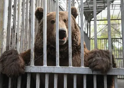 Медведь убил сотрудника базы отдыха в Кузбассе (видео)