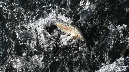 Прокуратура проверит гибель рыбы в реке Раздольная в Приморье