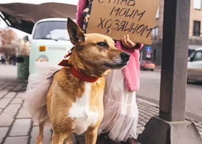 «Хочу жить на Удачном»: в центре Красноярска прошла акция с собаками из приюта
